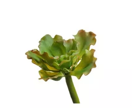 Суккулент Эхеверия Шавиана Трифлс