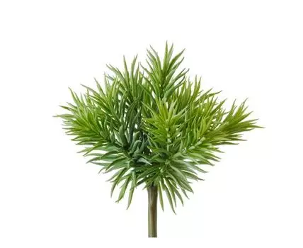 Суккулент Крассула