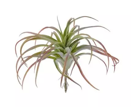 Тилландсия розетка