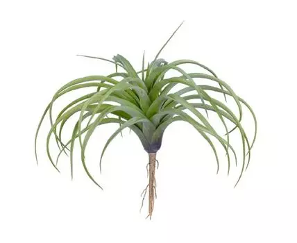 Тилландсия розетка