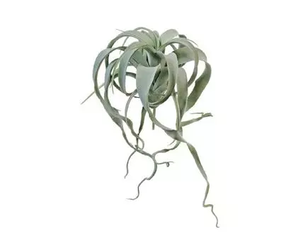 Тилландсия Ксерографика