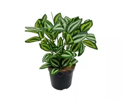 Традесканция Зебрина