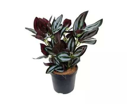 Традесканция Зебрина