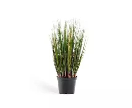 Трава Осока куст