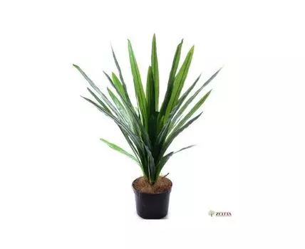 Трава широколистная