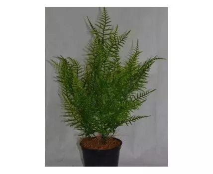 Трава Спаржа