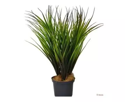 Травка Када коричневая