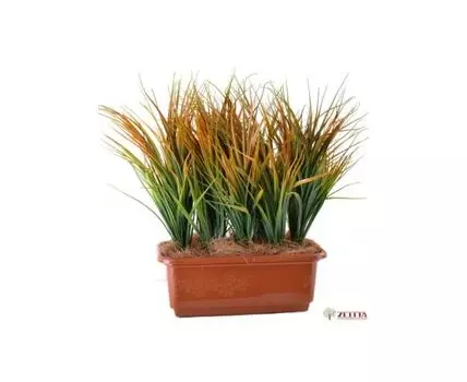 Травка Кадка рыжая №9 в балконке