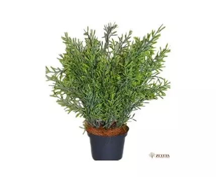 Травка коралловая