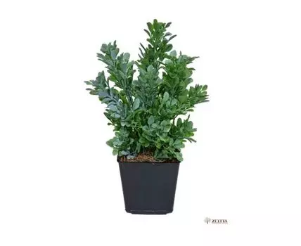 Травка Микки