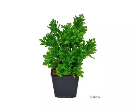 Травка Рикки