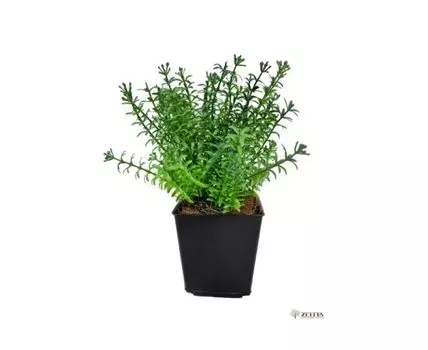 Травка Селли