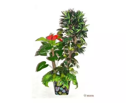 Тропический сад Филлис