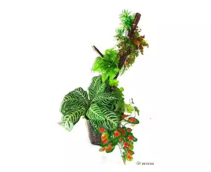 Тропический сад Физзи