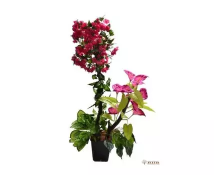 Тропический сад Флорика