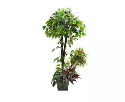 Тропический сад Кристи