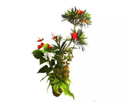 Тропический сад Ролло