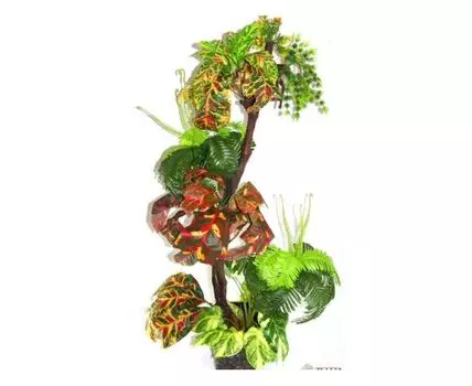 Тропический сад Тейзи