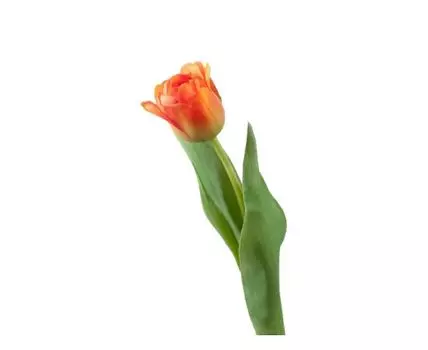 Тюльпан Даймонд