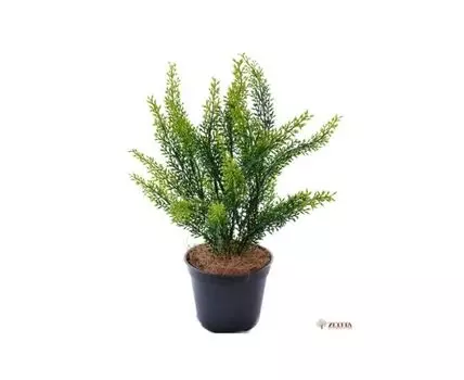 Туя Элис №1