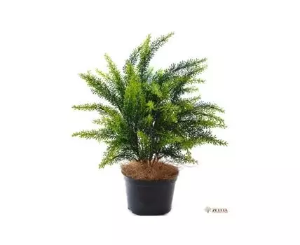 Туя Элис №3