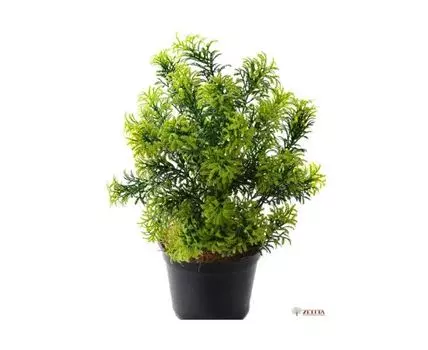 Туя Кейси №1