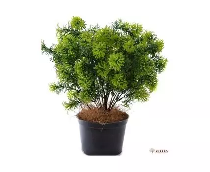 Туя Кейси №3 искусственная в горшке