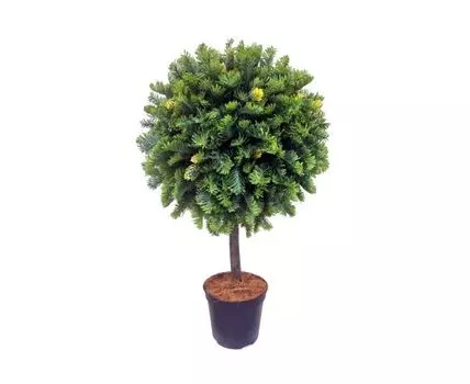 Туя шар Арди