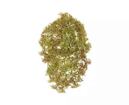 Ватер-грасс