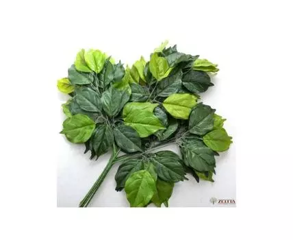 Ветка Арбузника