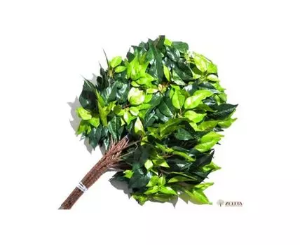 Ветка Черешни