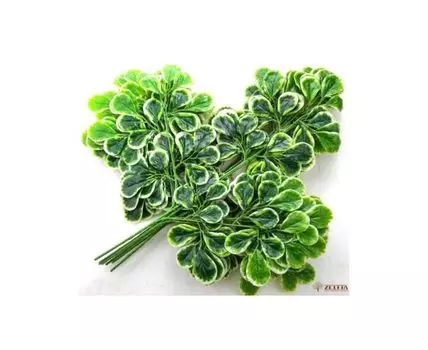 Ветка денежного дерева пестрая