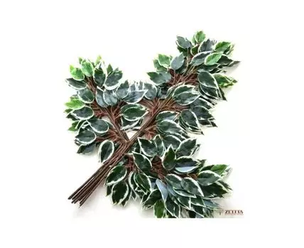 Ветка Фикуса пестрая темная