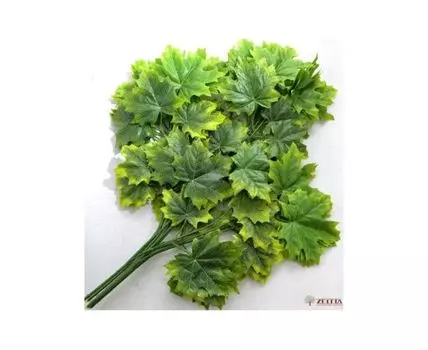 Ветка Клен зеленый