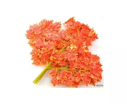 Ветка Клена Осень