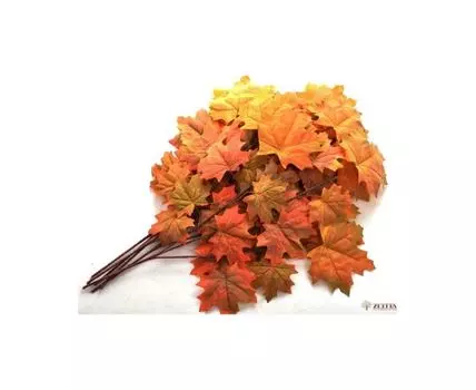 Ветка Клена Осень бархат