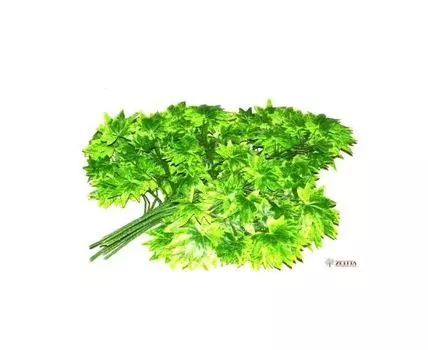 Ветка клена зеленого