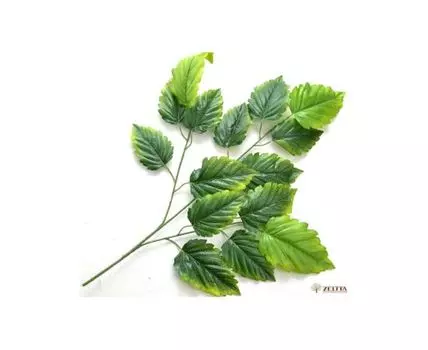 Ветка Лещины