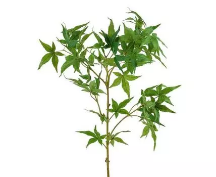 Ветка японского клёна (75, Зеленый)