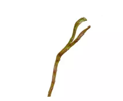 Ветка Салекса