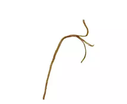 Ветка Салекса тонкая