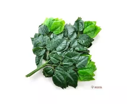 Ветка Яблоня крупная