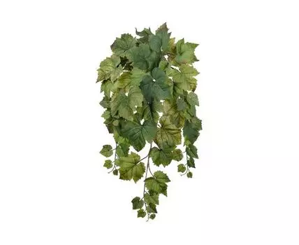 Виноградный куст