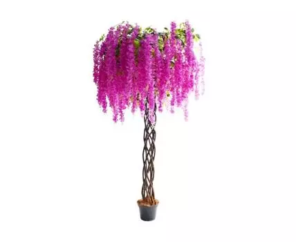 Вистерия Мила