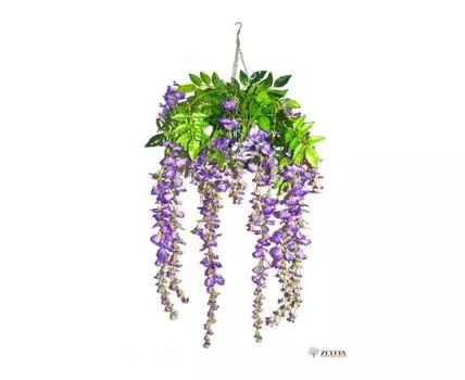 Вистерия Софи голубая