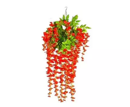 Вистерия Софи красная