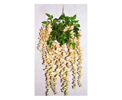 Вистерия Софи персиковая