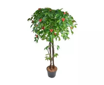 Яблоня Мелони