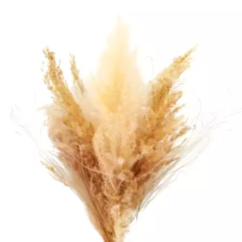 букет сухоцветов камыш, мискантус, кортадерия, 30 см