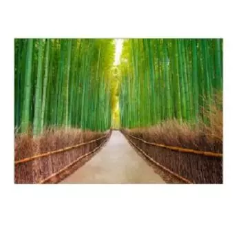 Фотообои Бамбуковая роща